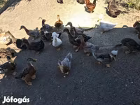 Ducks — foto 1