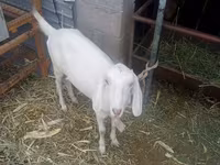 بکرا, بکریاں — تصویر 1