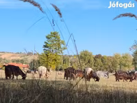 母牛, Hungarian Grey breed — 照片 1
