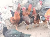 Chickens — รูปภาพ 2