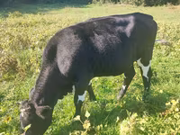 암소, Russian Black pied cattle — 사진 3