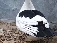 Ducks — ფოტო 1