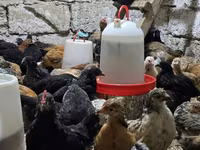 Chickens — foto 2