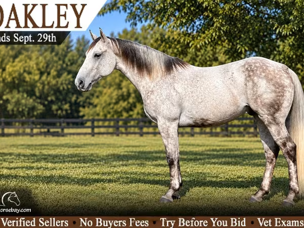 اسب نر, Quarter Horse