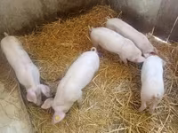 Locha, Świnie — zdjęcie 1