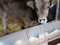 Bulle, Aberdeen-Angus — Foto 8
