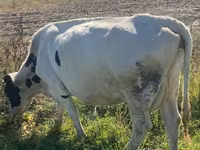 Kuh, Holstein-Rasse — Foto 3