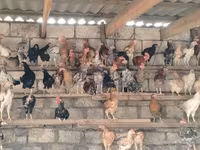 Chickens — foto 1