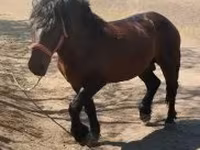 اسب نر, اسب — عکس 2