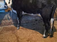 Үнээ, Latvian Blue cattle — 1 зураг