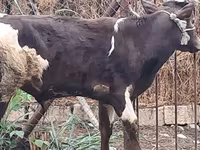 Byk, Czerwonobiałe bydło — zdjęcie 2