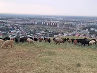 مینڈھا, بھیڑیں — تصویر 5