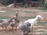 Geese — photo 1