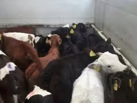 Bovinos (lote, sexo no especificado), Ganado vacuno — foto 1