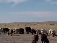 قوچ, Edilbay sheep — عکس 2