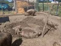 Varkens (partij, geslacht niet gespecificeerd), Дюрок — foto 8