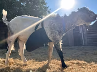 Kozel, Nubian Goat — foto 2