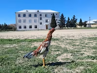 Chickens — foto 5