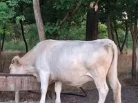 Kuh, Charolais cattle — Foto 1