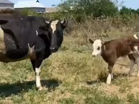 Vaca, Russian Black pied cattle — foto 3