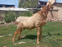 Montone, Pecore — foto 1