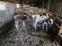 Vacă, Bovine — foto 3