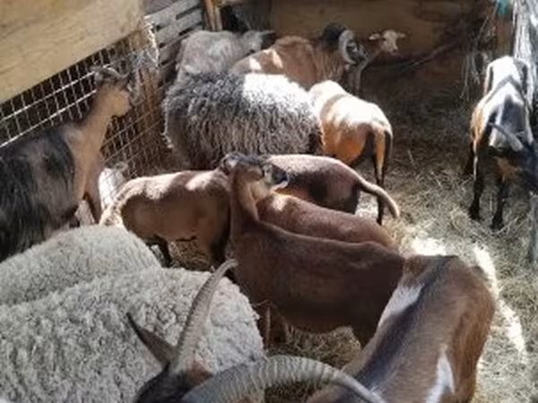 Owca, Cameroon sheep