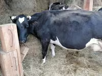 گاو ماده, Swiss cattle — عکس 6