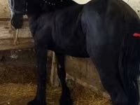 Kůň, Friesian — foto 1