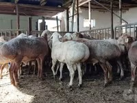 Ram, Sheep — photo 5