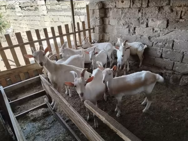 Kambing jantan, Saanen goat