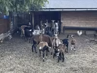 قوچ, Cameroon sheep — عکس 6