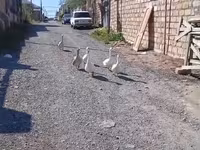 Geese — الصورة 3