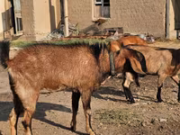 Ешкі, Ешкілер — 2-сурет