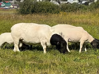 Kambing jantan, Dorper sheep — foto 3
