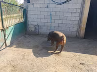 Knur, Дюрок — zdjęcie 2
