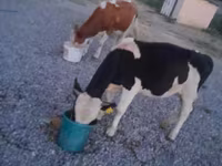 Ταύρος, Swiss cattle — φωτογραφία 7