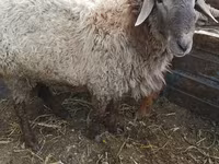 雄羊, Rhon sheep — 写真 1