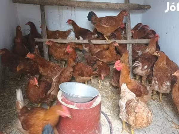Chickens