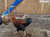 وایندوت — عکس 1