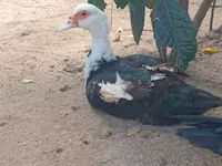 Domestic Muscovy — foto 3