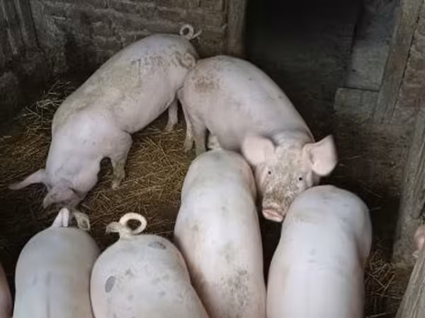 Cinghiale, Крупная белая