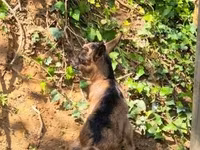 母山羊, Goats — 照片 4