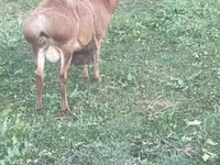 بز ماده, Kamori goats — عکس 2