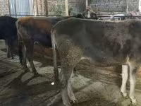 Ko, Swiss cattle — foto 1