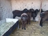 میش, گوسفند — عکس 2