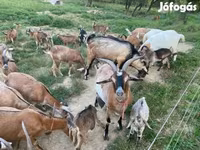 Kambing (lot, jantina tidak dinyatakan), Goats — foto 4