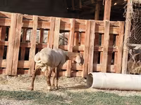 แกะตัวผู้, Rhon sheep — รูปภาพ 5
