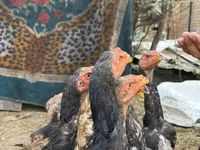 Chickens — foto 8