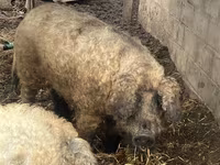 Cinghiale — foto 5